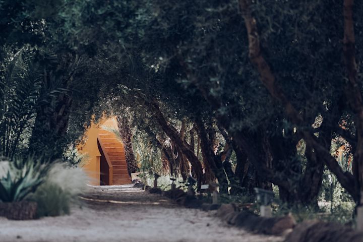 OliveTrees