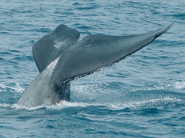 Whale Watching