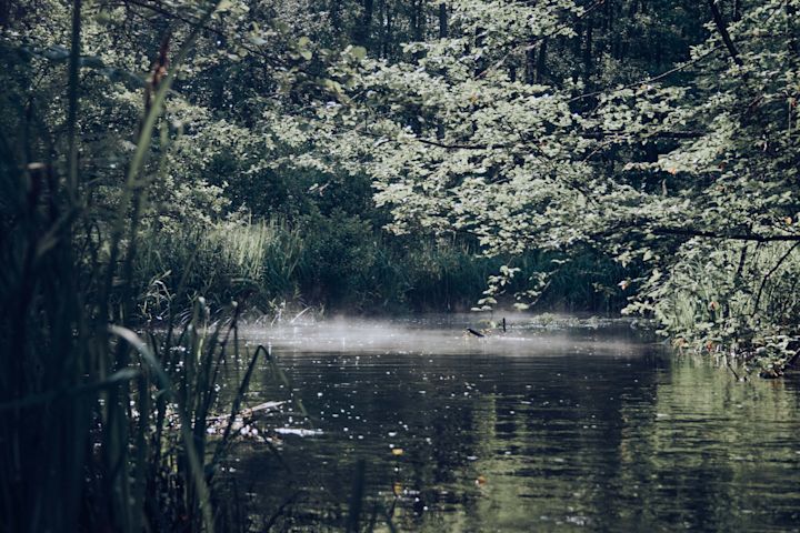 Early morning on the river