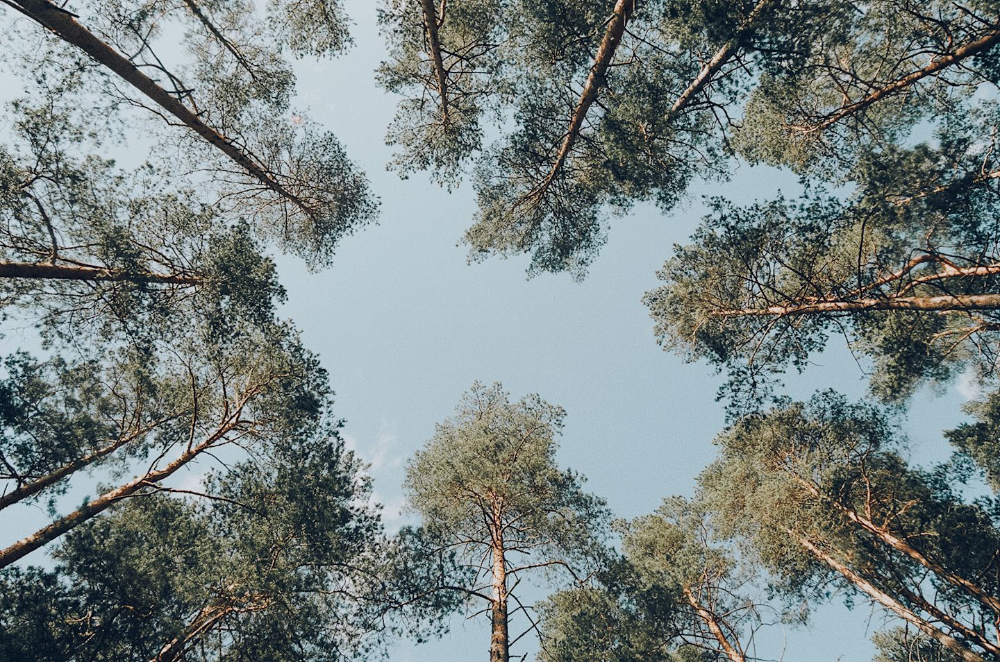 Pine forest and sky