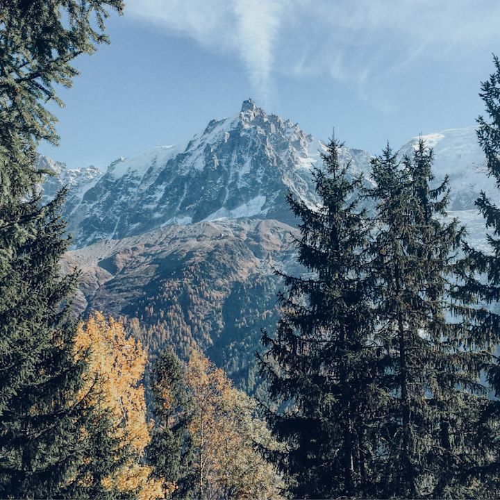 Through the trees