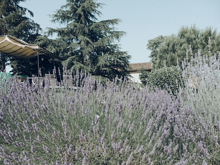 Lavender paradise