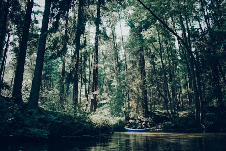 Kayak through the forest