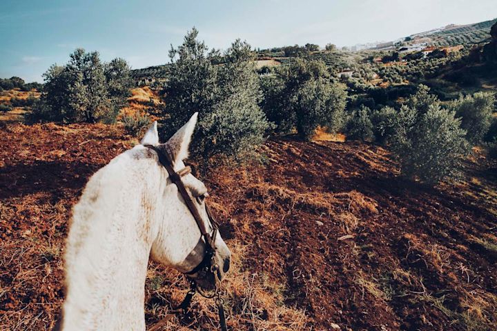 Horse Riding