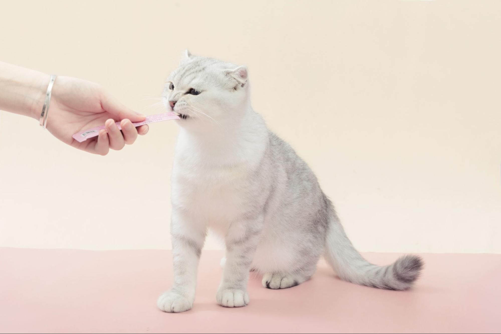 296. AI - can-kittens-eat-meat-puree-1