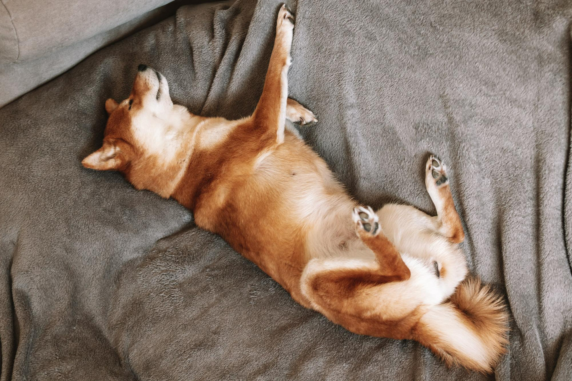 狗狗躺在毛毯上睡覺