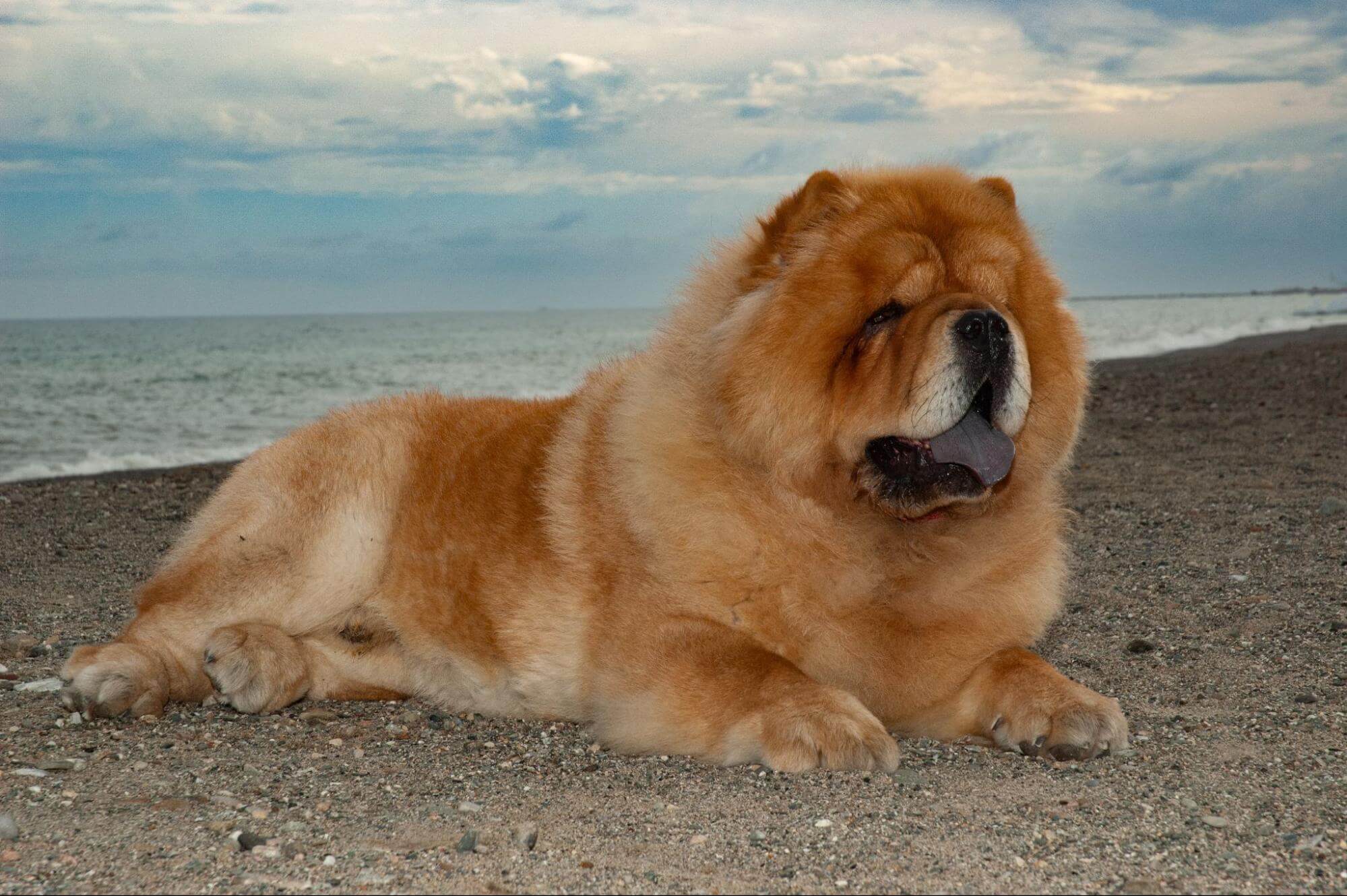 422. AI - chow-chow-advantages-and-disadvantages-1