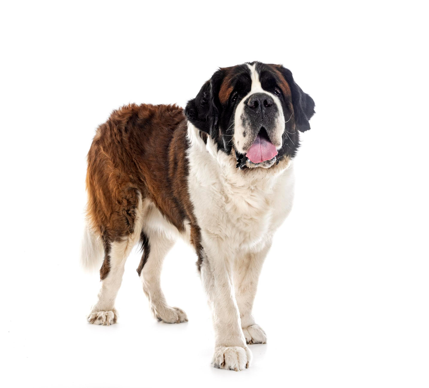 聖伯納犬站在白色背景前