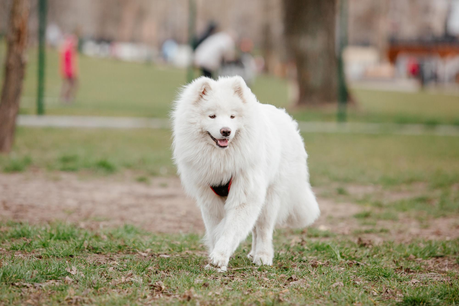 薩摩耶犬小跑在草地上