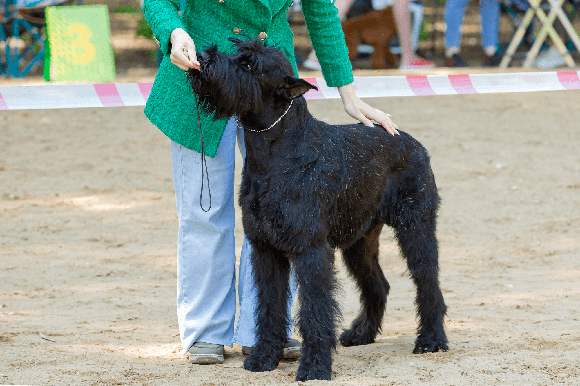 398. AI - giant‑schnauzer‑guide-1