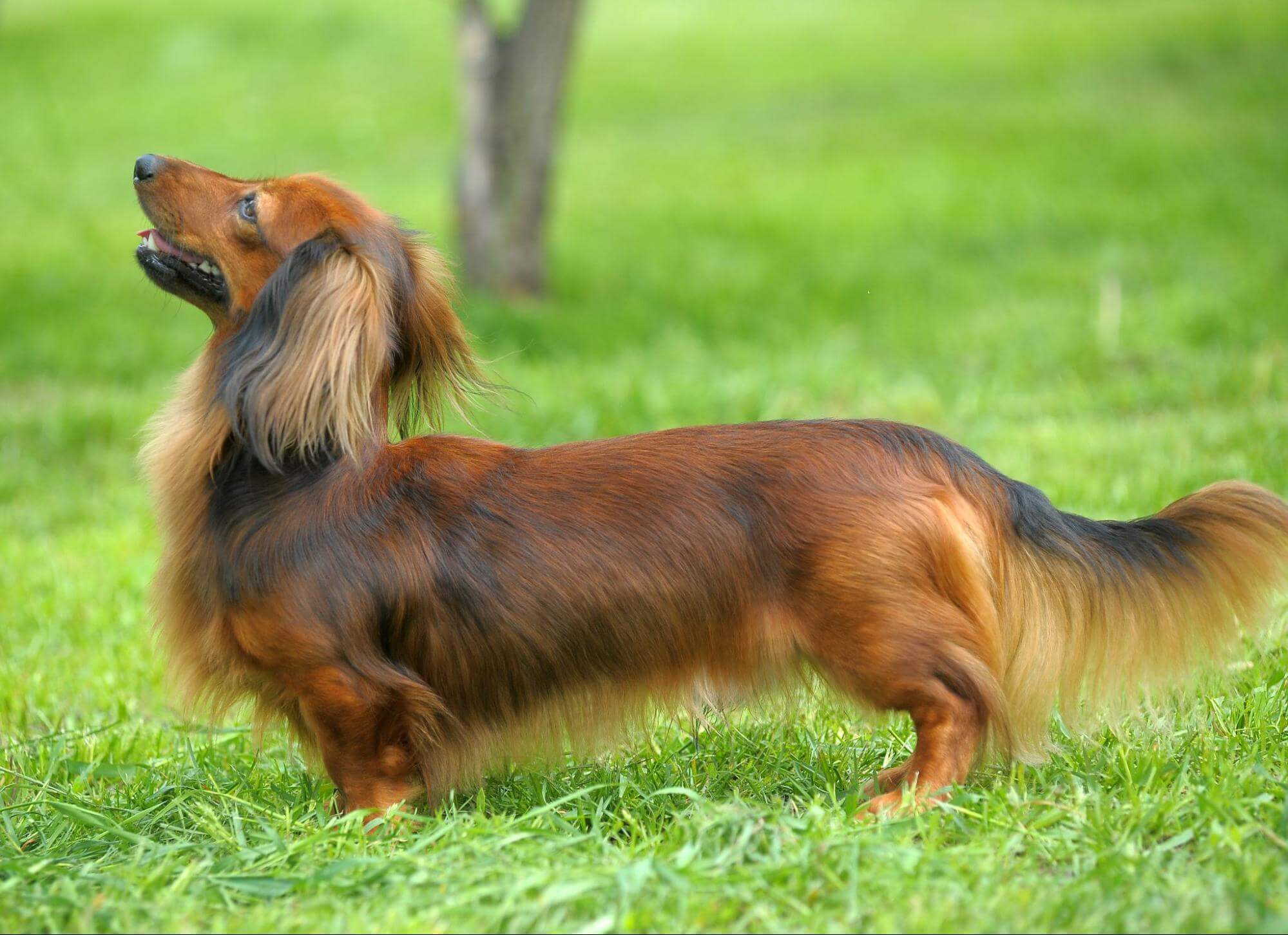 322. AI - long-haired-dachshund-1