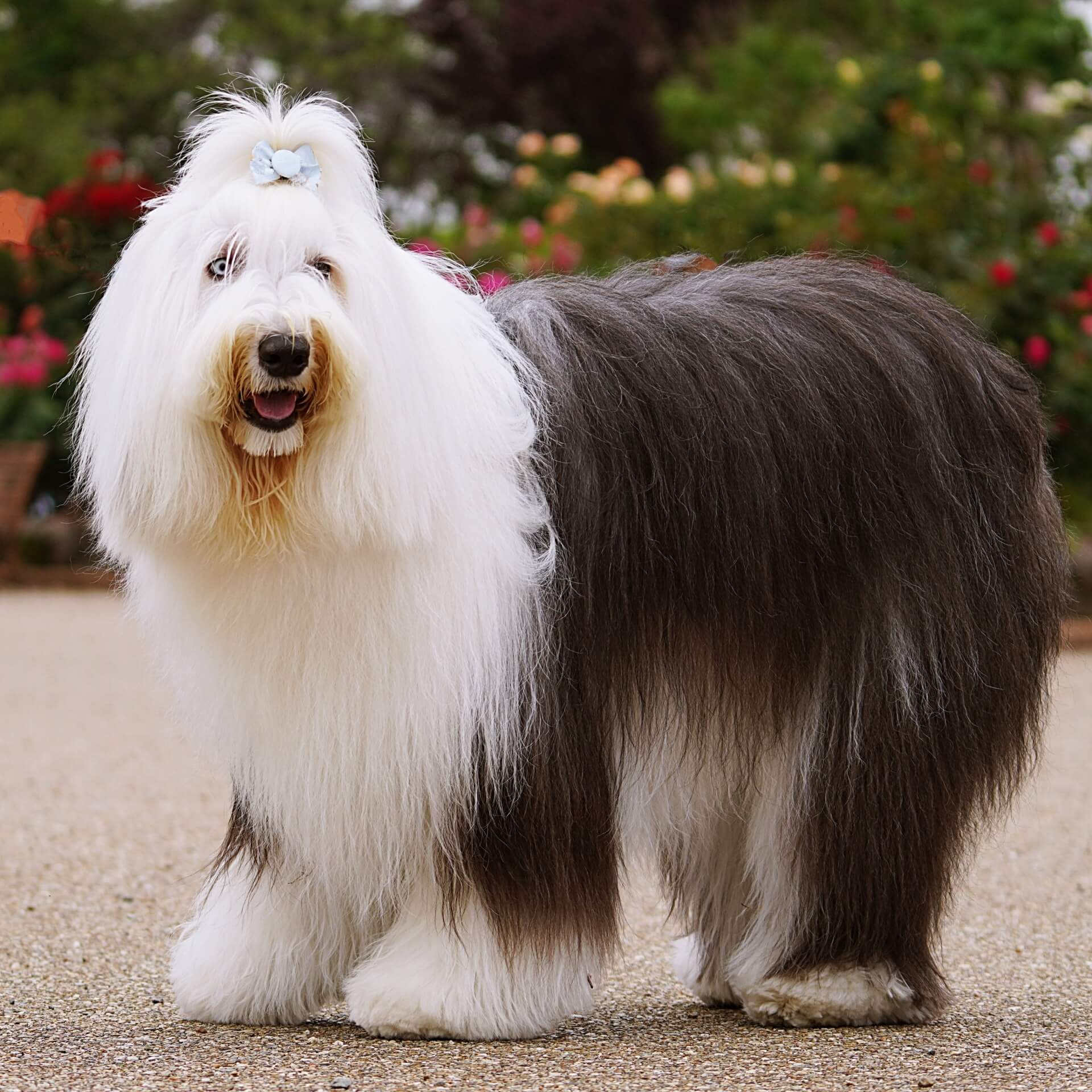 63. old-english-sheepdog-guide-1