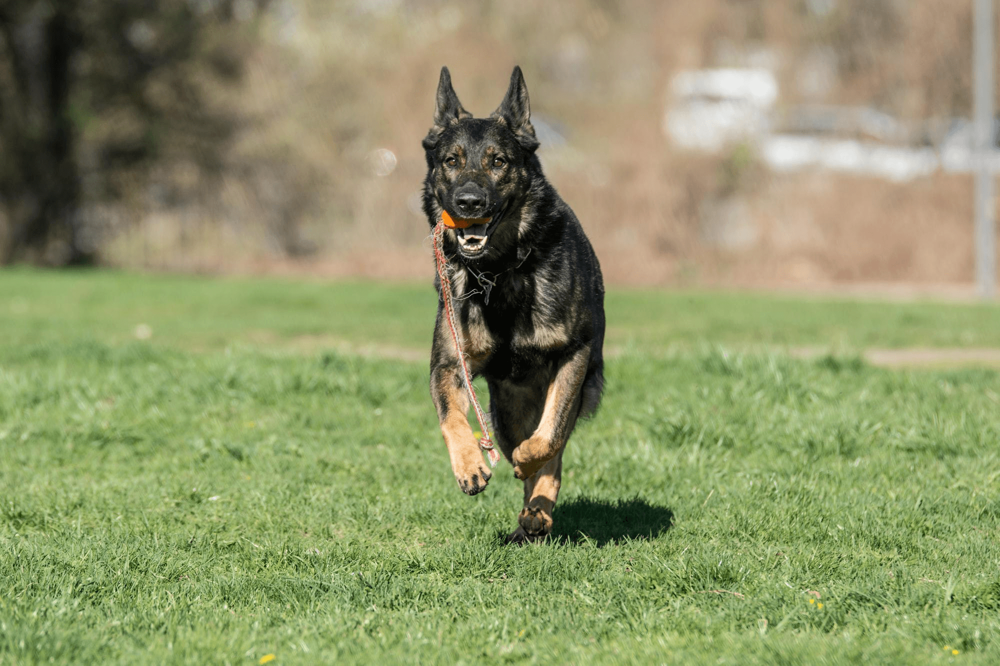 371. AI - german-shepherd-disadvantages-1