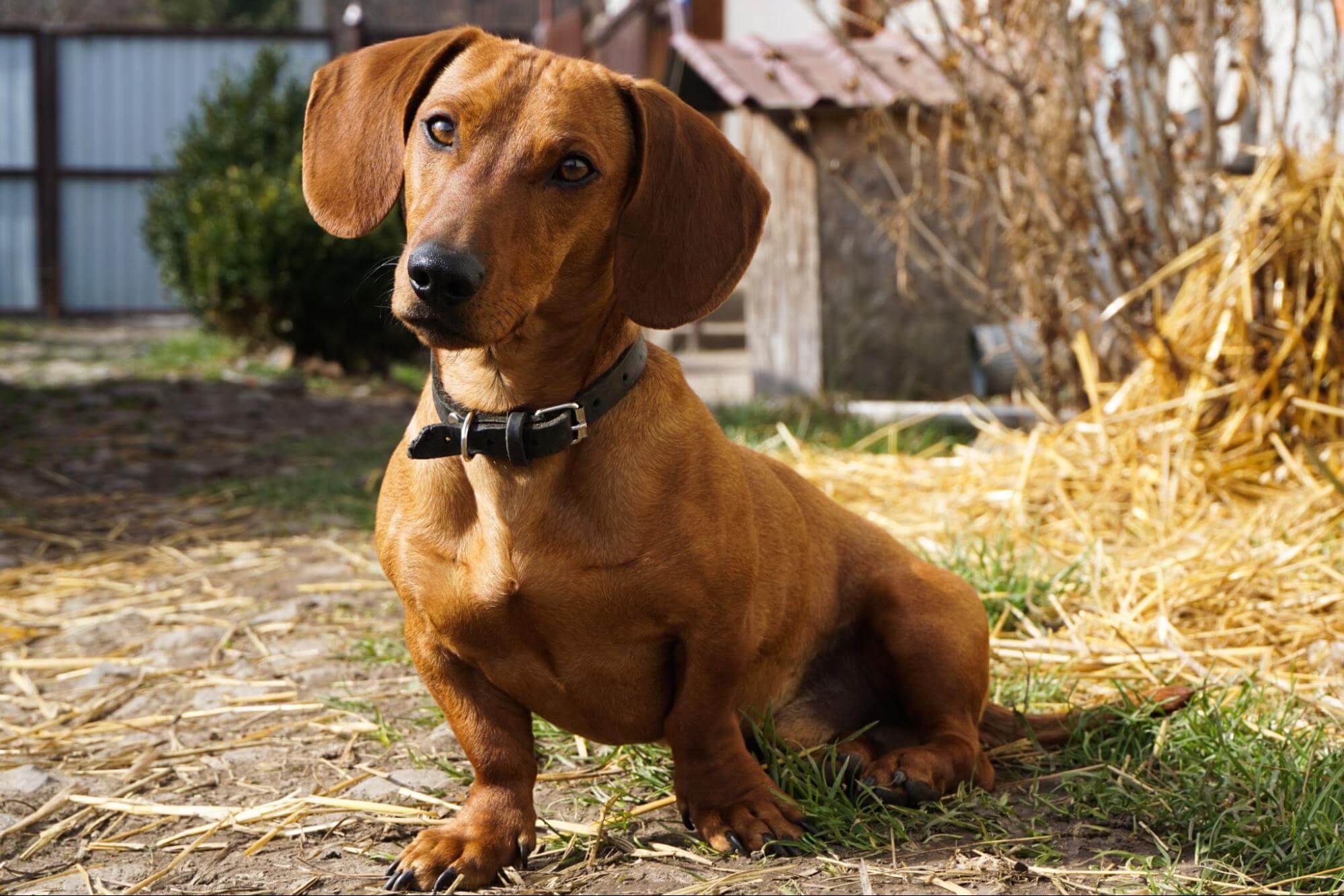 320. AI - dachshund-lifespan-1
