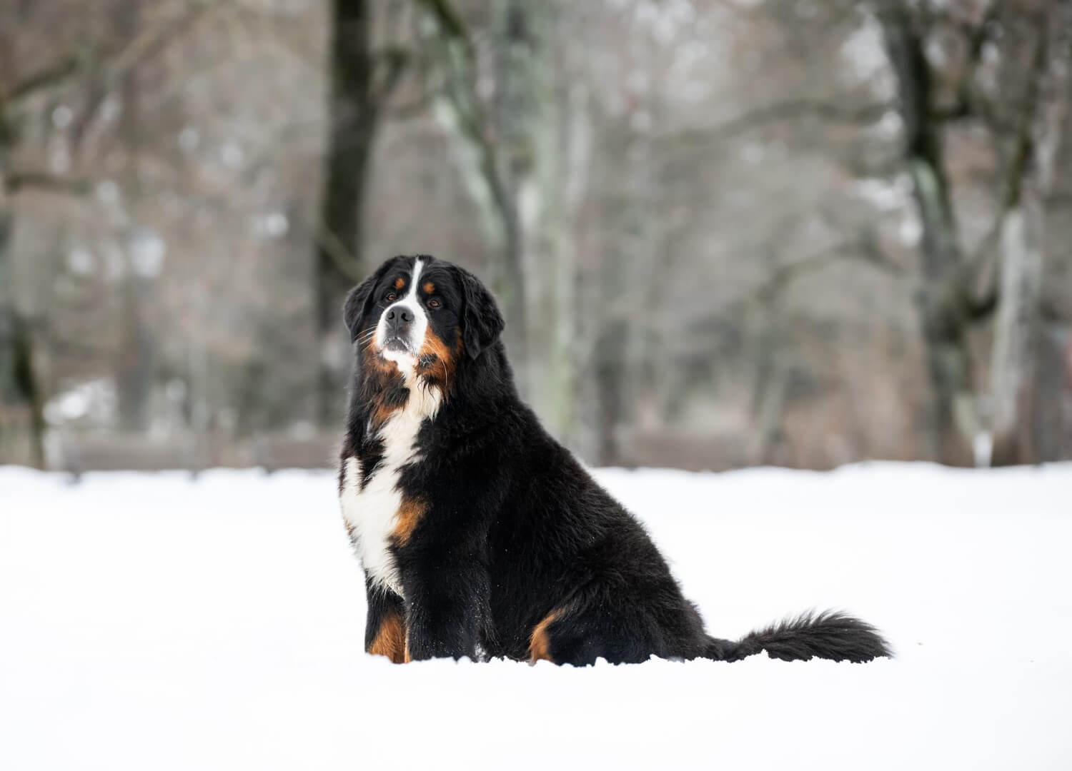 36. bernese-mountain-dog-guide-1