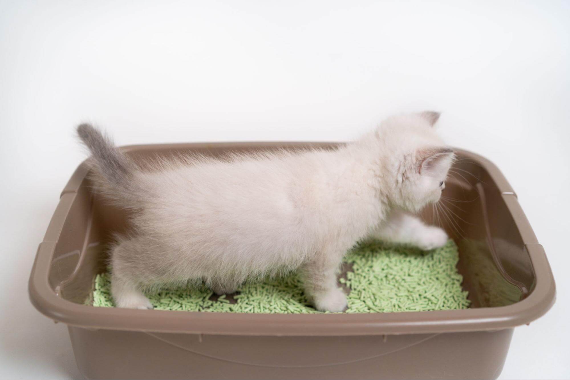 317. AI - how-long-does-it-take-for-kittens-to-use-cat-litter-1
