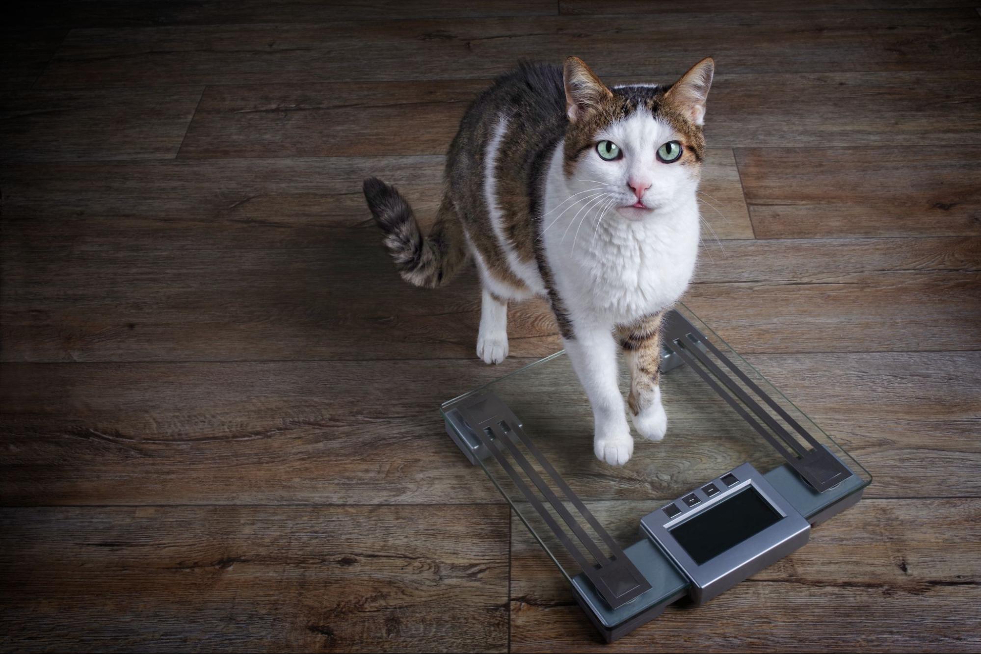 175. AI - how-to-help-your-cat-gain-weight-1