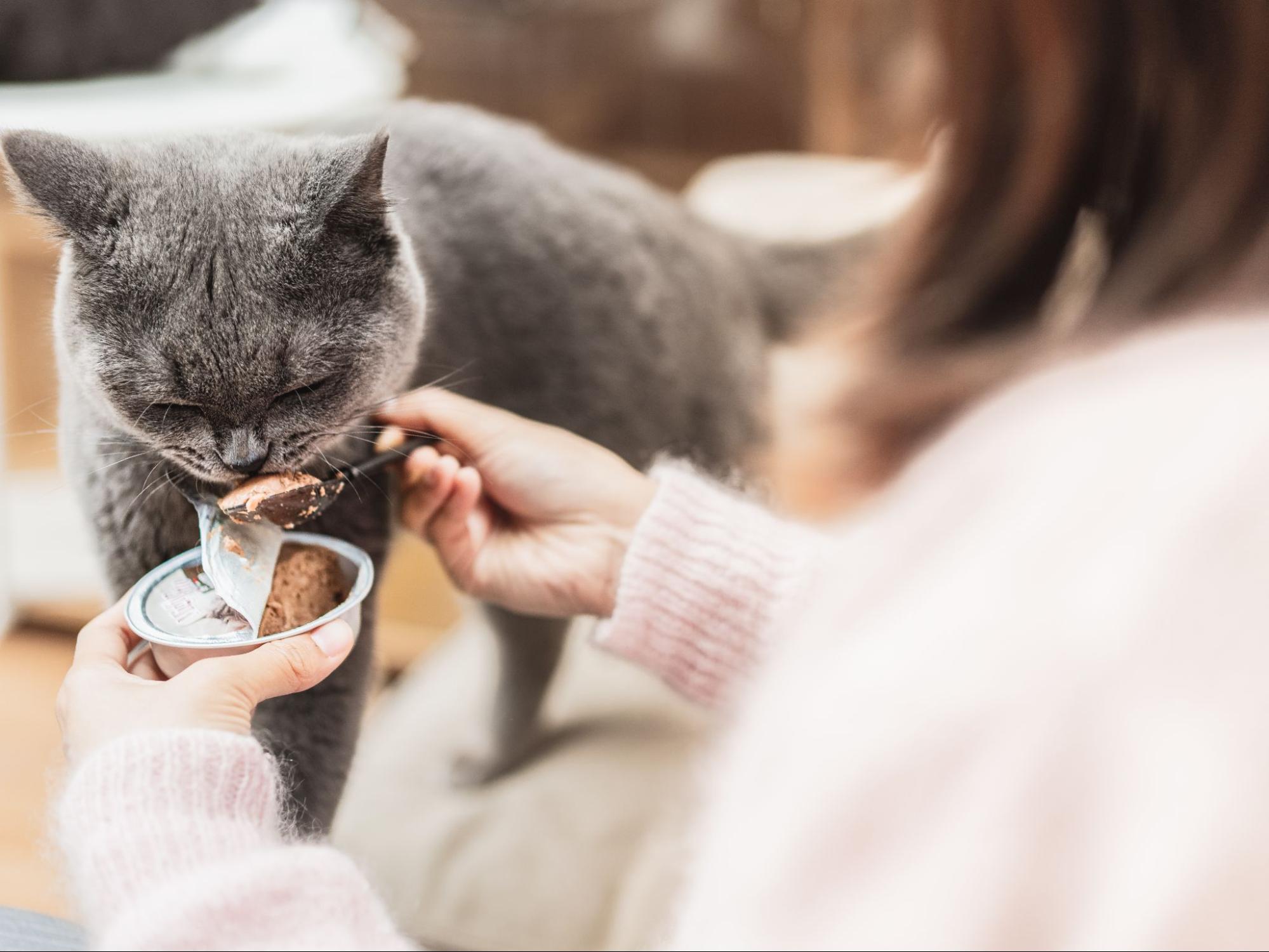 141. AI - can-humans-eat-canned-cat-food