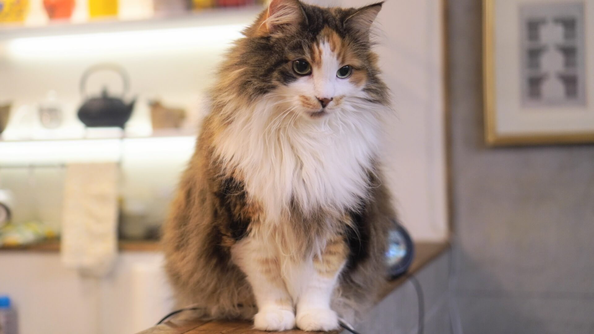 18. norwegian-forest-cat-guide-2