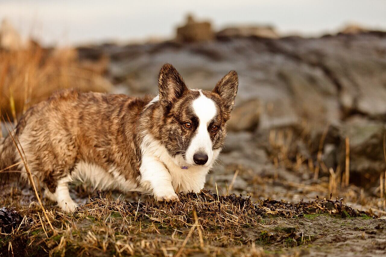 16. corgi-dog-guide-2