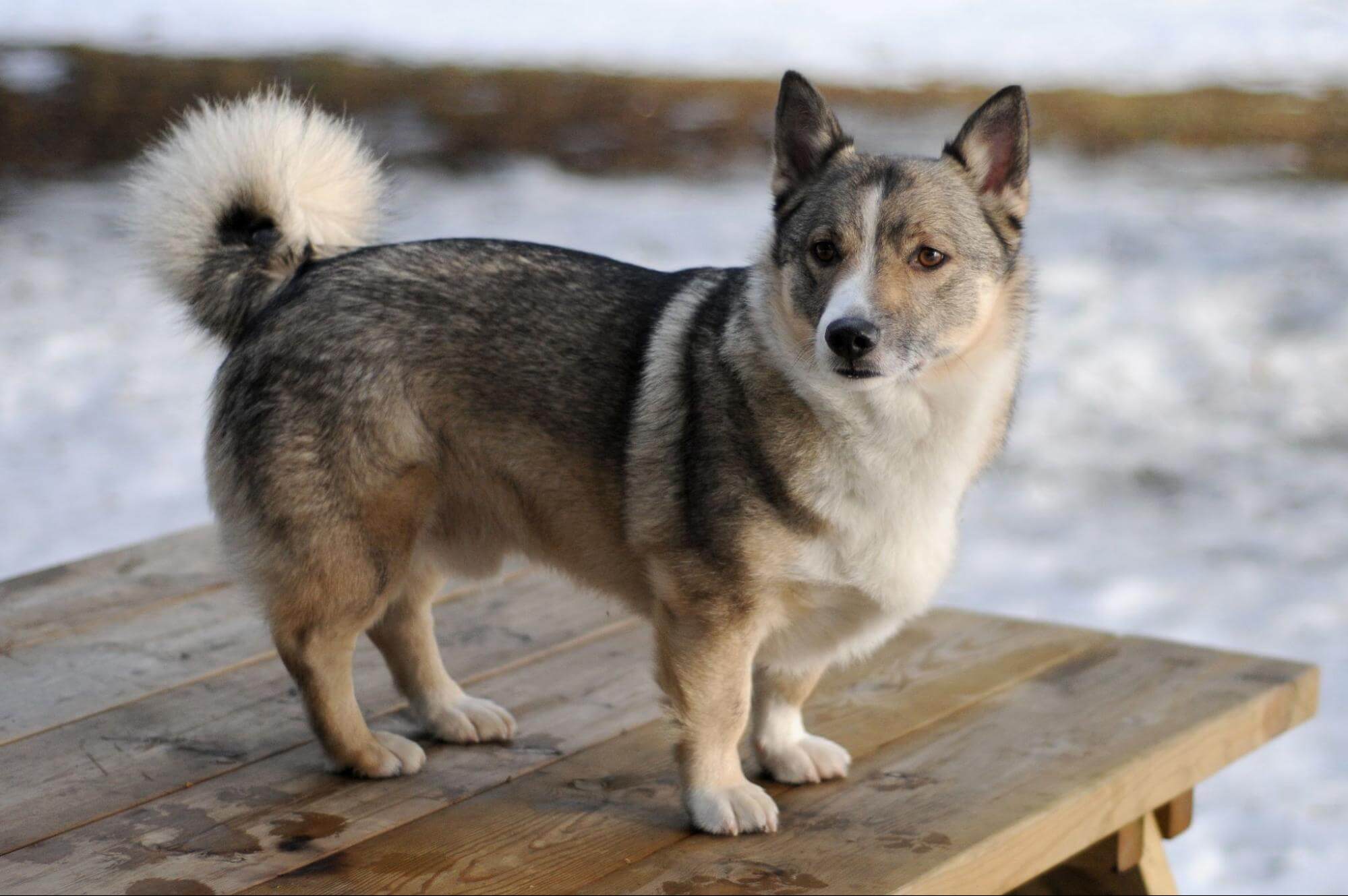 16. corgi-dog-guide-3