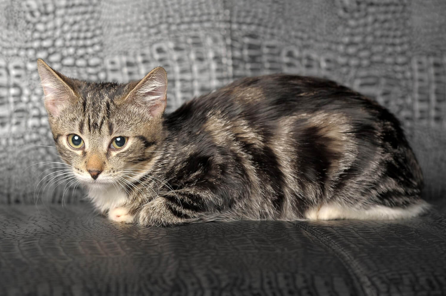 21. tabby-cat-guide-1