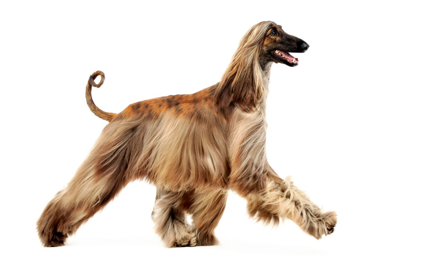 44. afghan-hound-guide-2