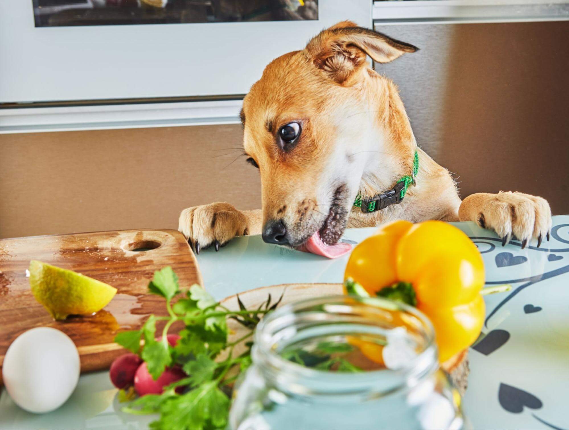 294. AI - can-dogs-eat-vegetables-1