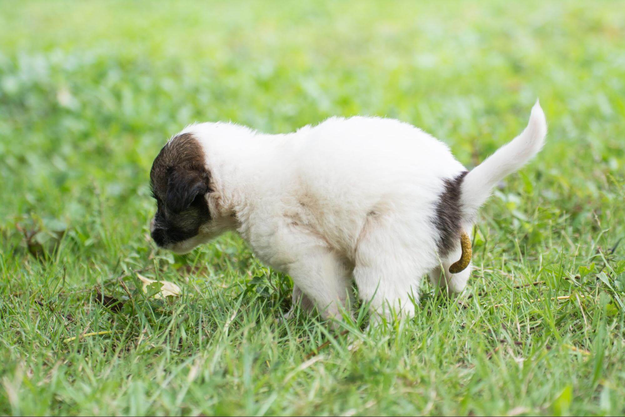 308. AI - puppy-diarrhea-1