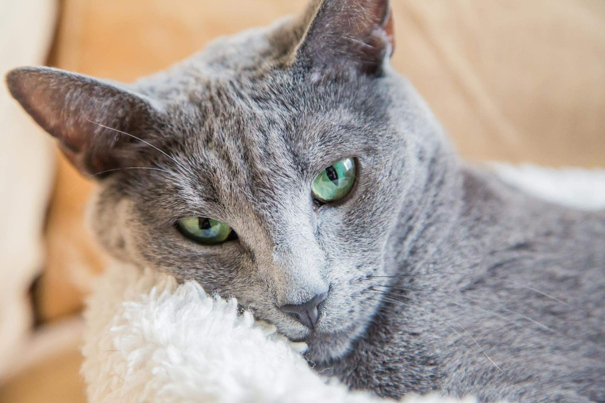 俄羅斯藍貓趴在白色毛毯上