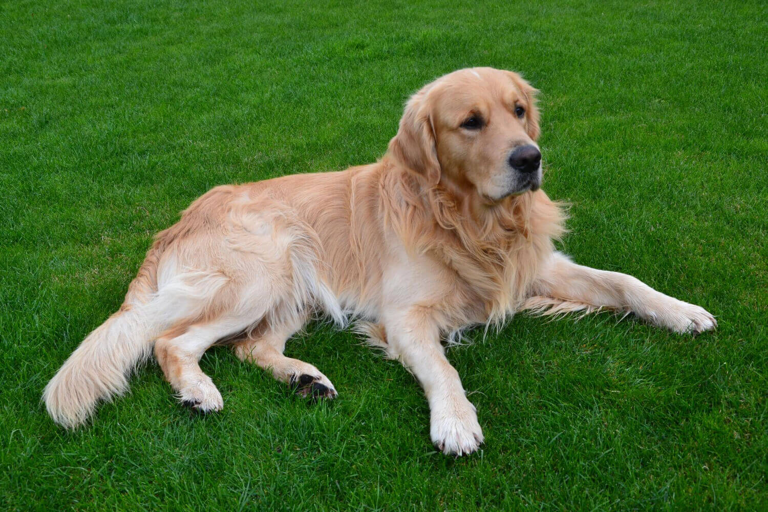 19. golden-retriever-guide-4