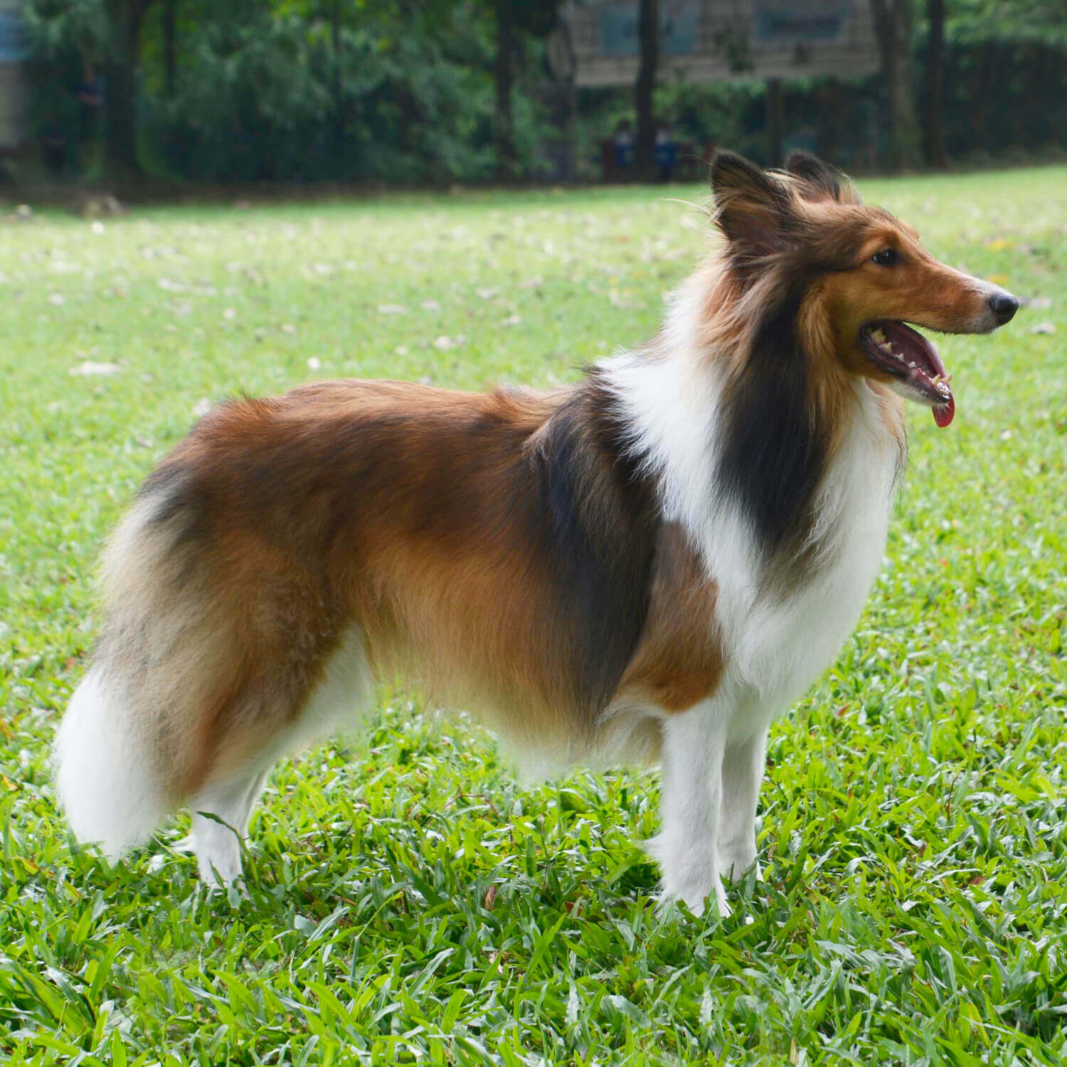 45. shetland-sheepdog-guide-2
