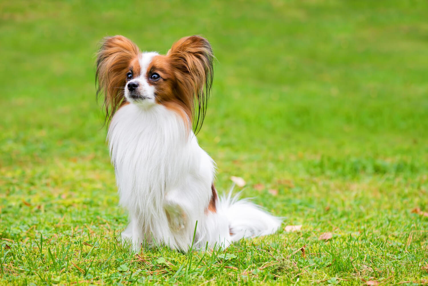 62. papillon-dog-guide-1