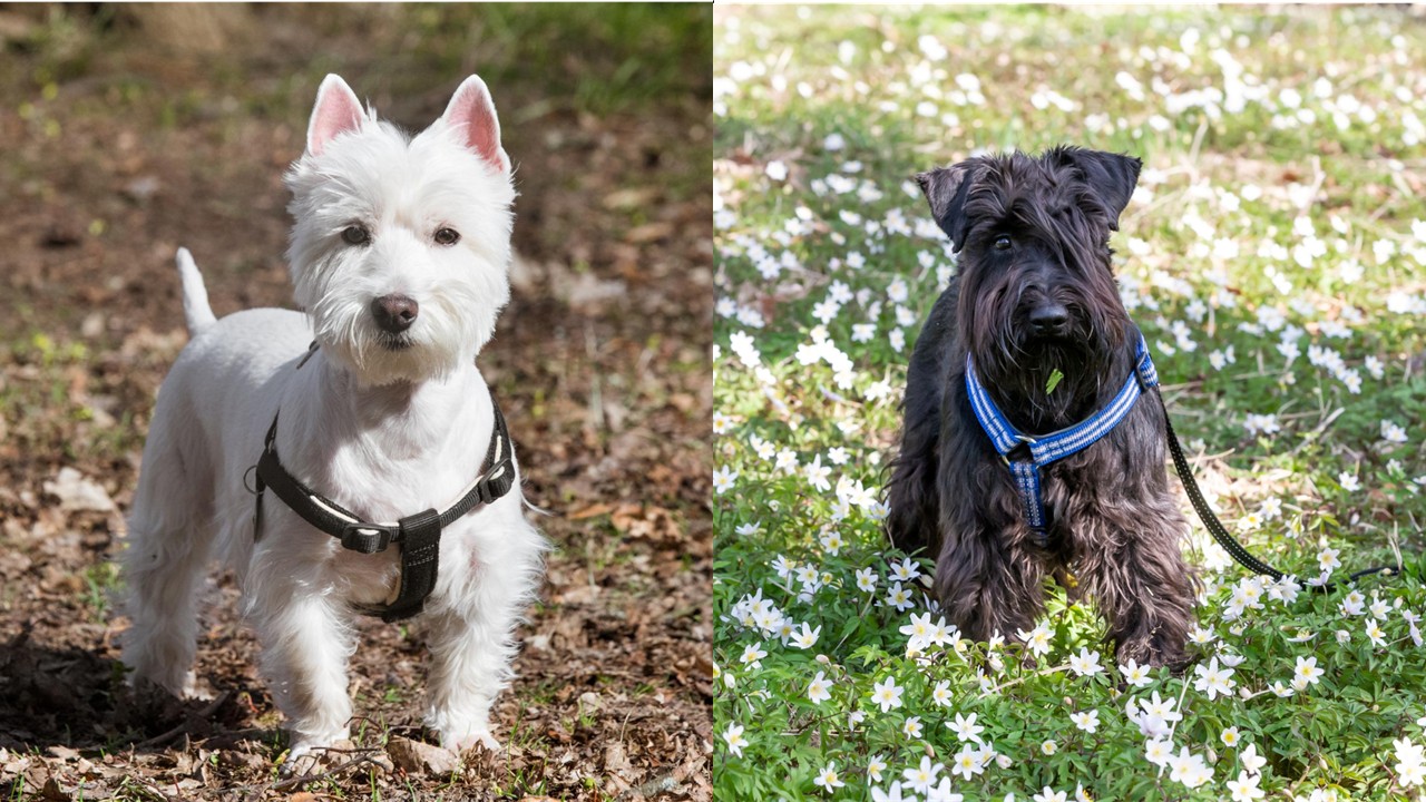 西高地白梗與黑色蘇格蘭梗犬