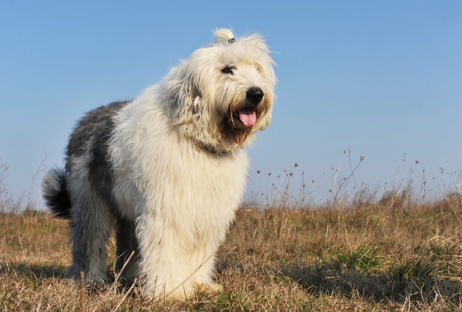 63. old-english-sheepdog-guide-2