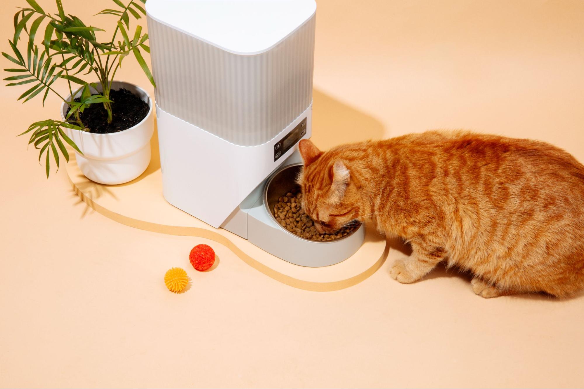131. AI - cat-digestion-time
