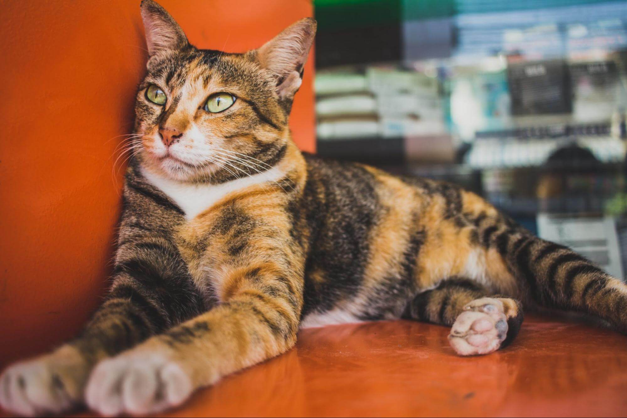 418. AI - the-legend-of-the-tortoiseshell-cat-1