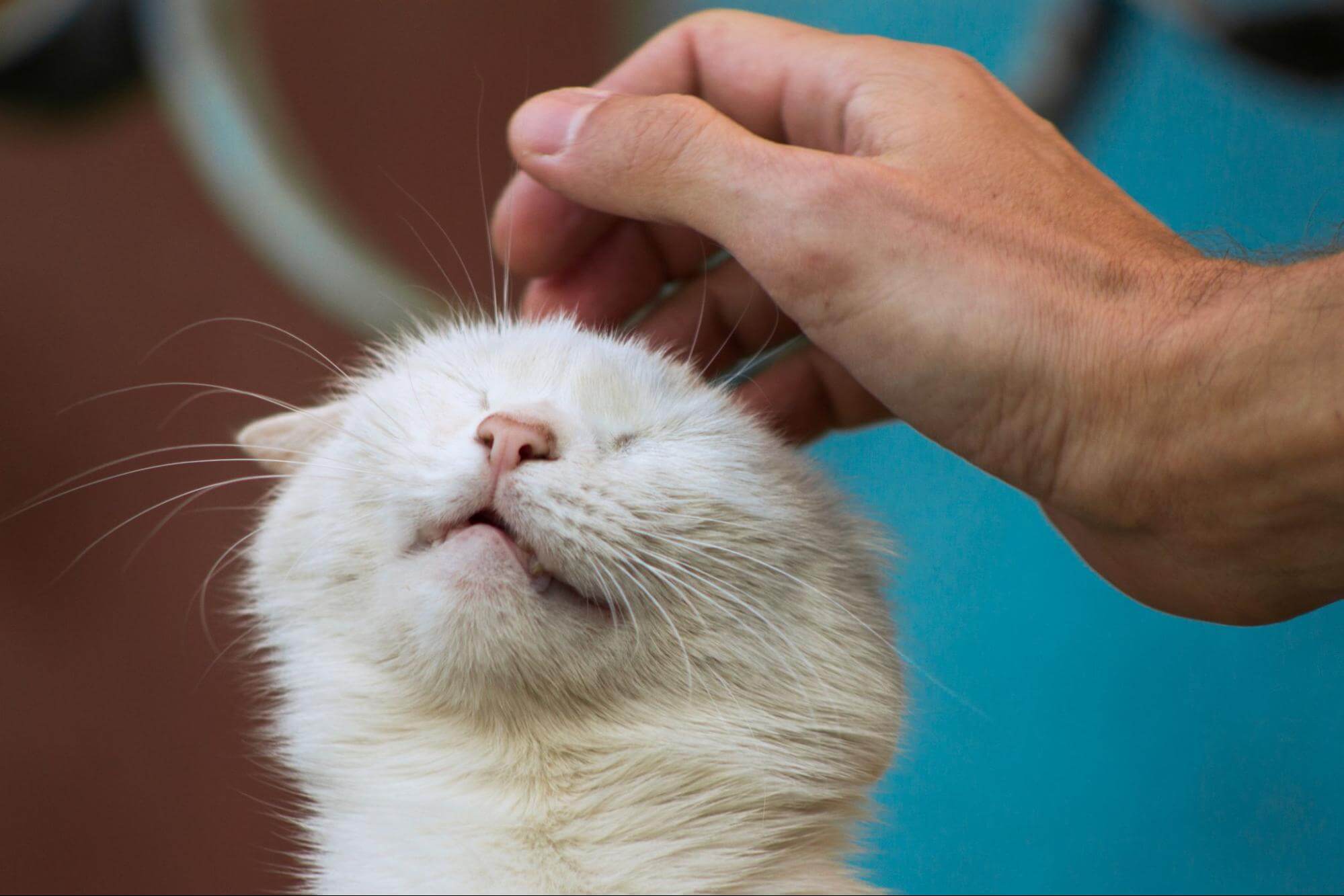 302. AI - ringworm-be-transmitted-to-humans-1