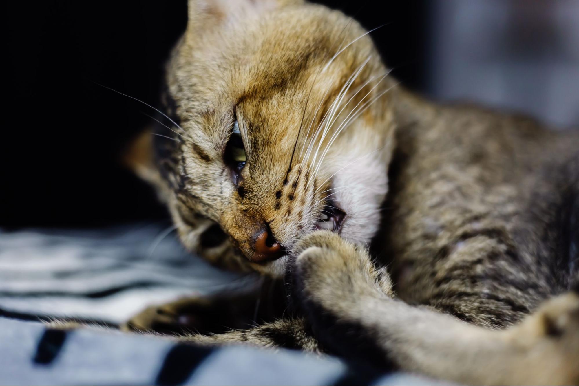 39.cat-feline-acne-1