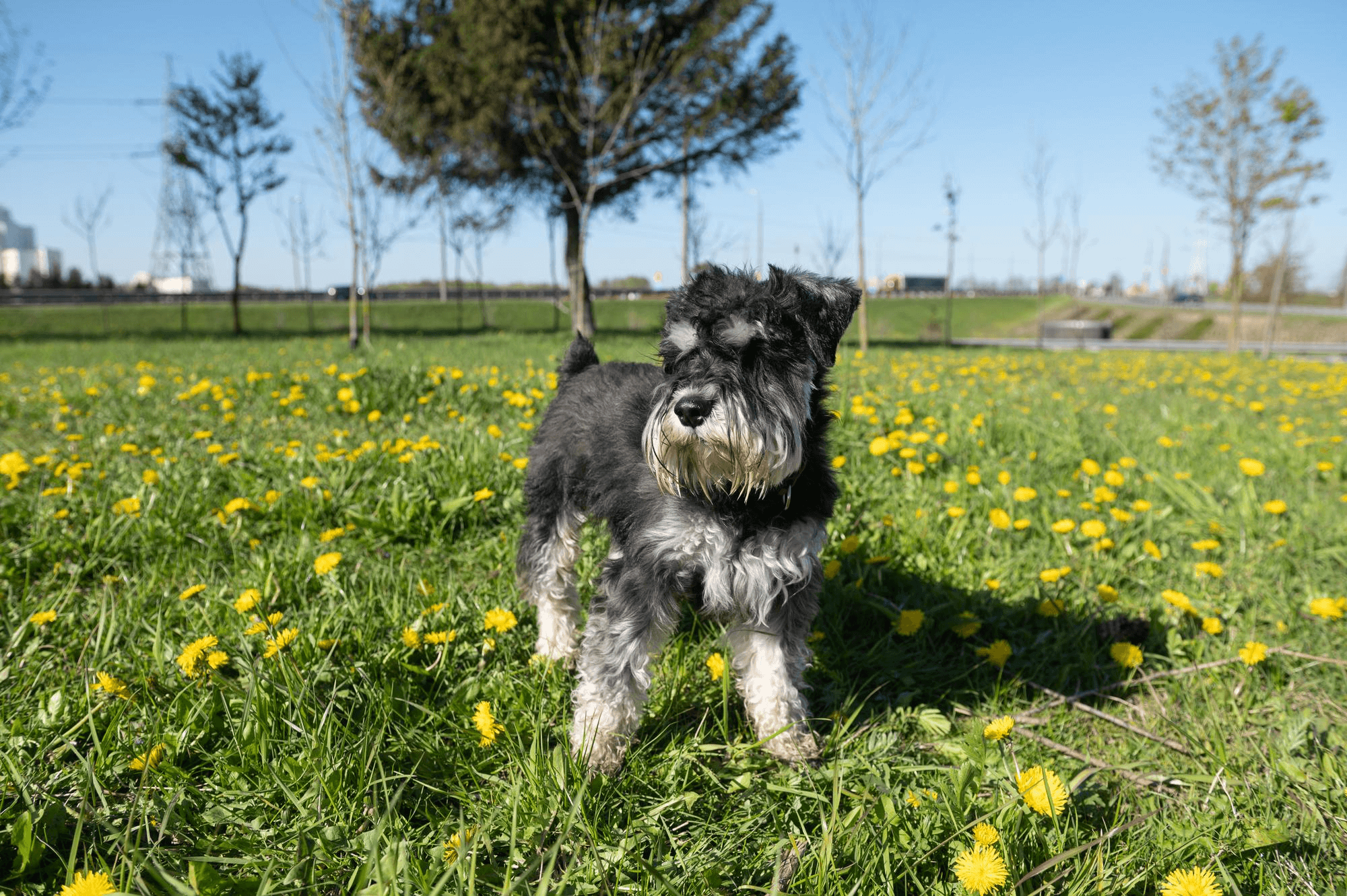 397. AI - mini-schnauzer-guide-1