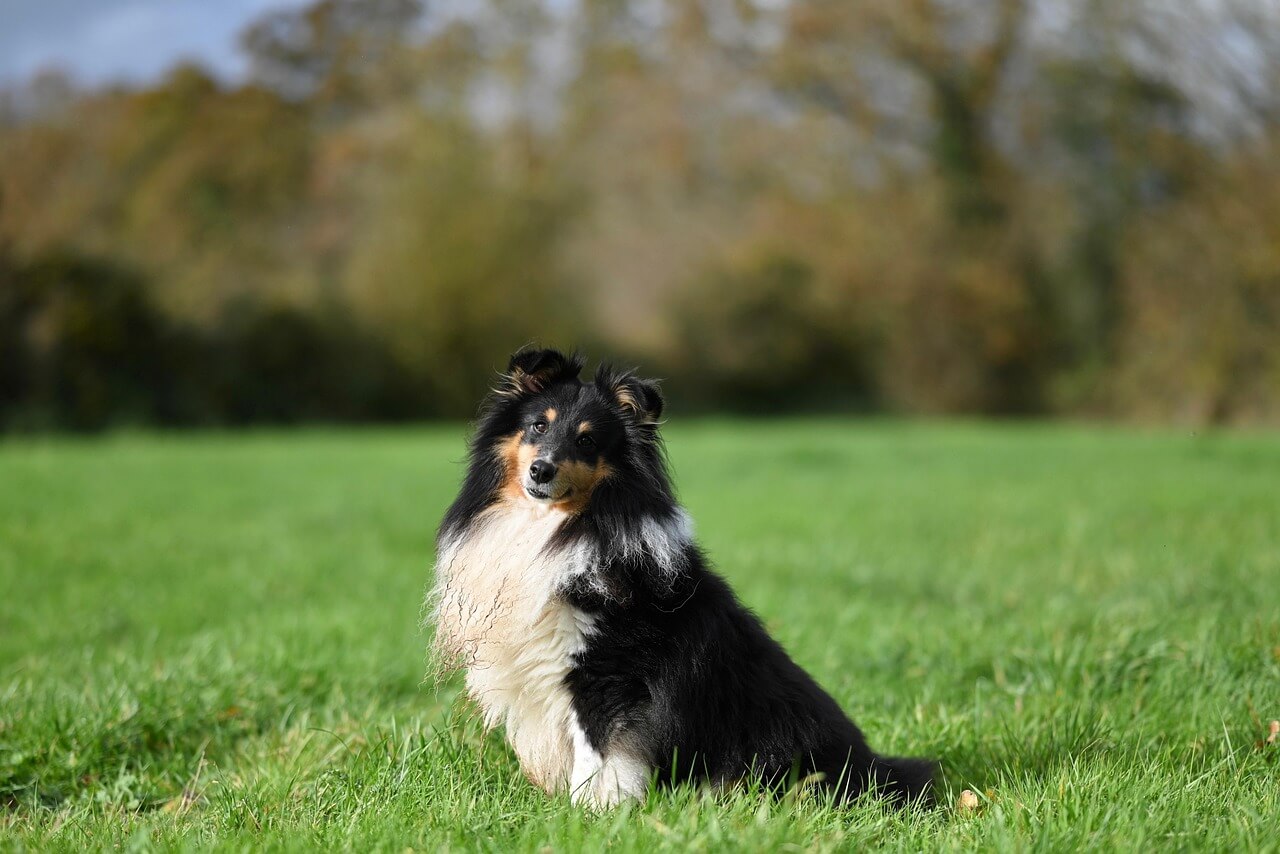 45. shetland-sheepdog-guide-1