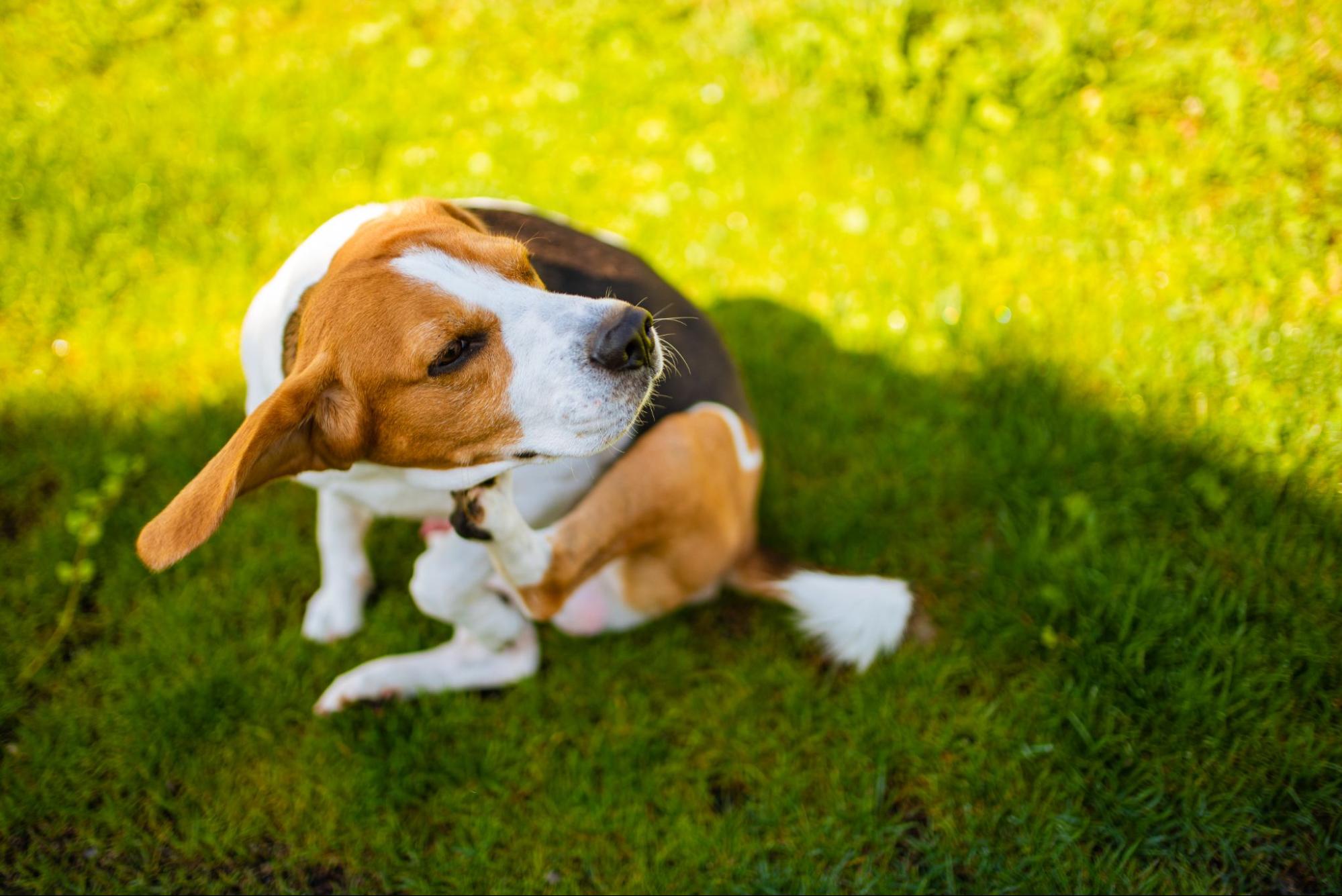 136. AI - what-foods-are-good-for-dog-skin-1