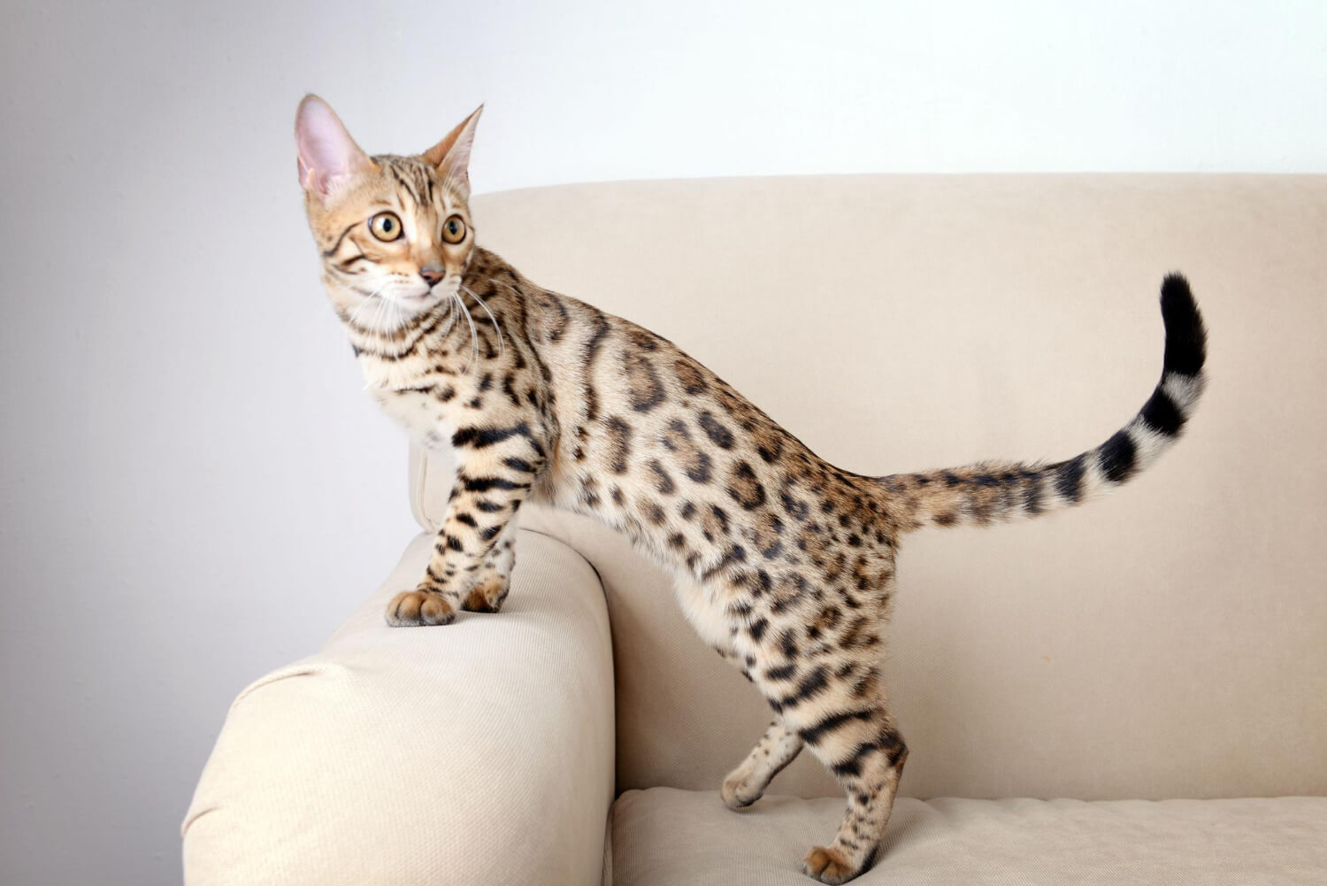 21. tabby-cat-guide-4