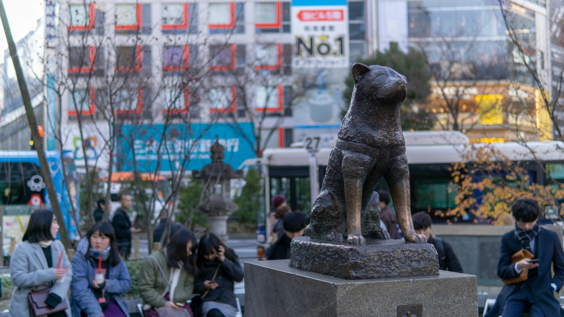 14.akita-inu-guide-1