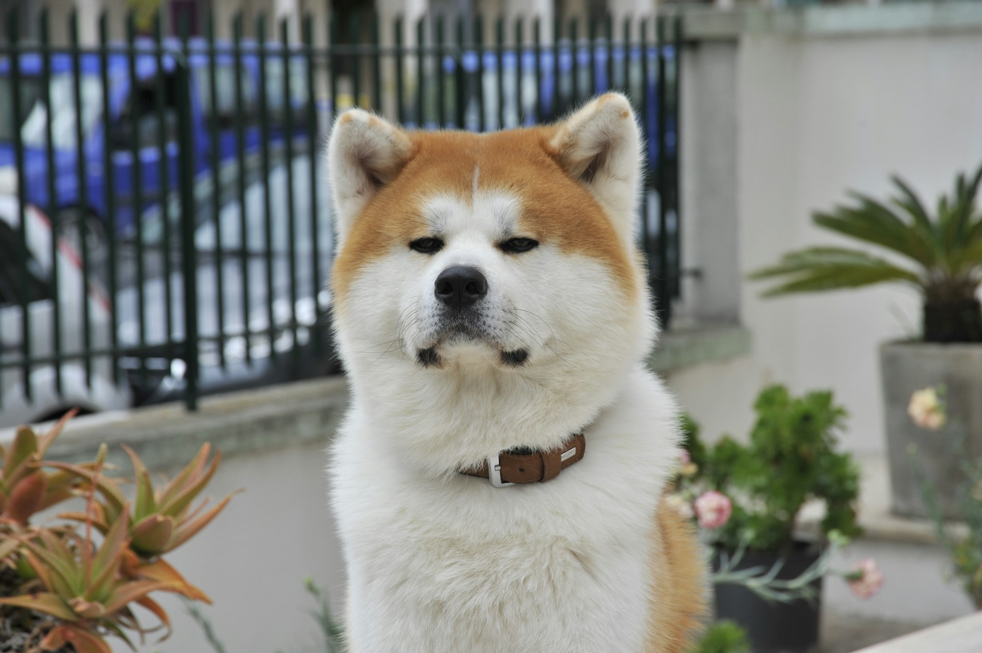 14.akita-inu-guide-4