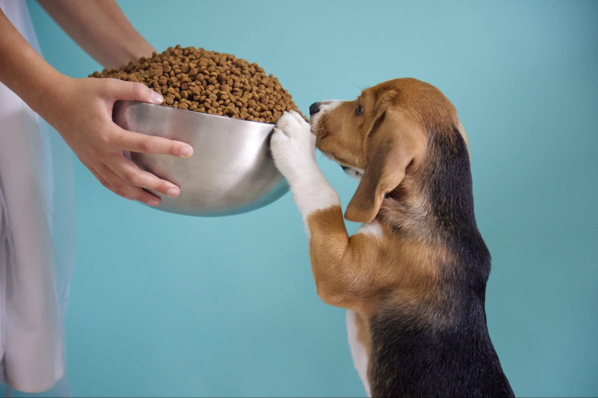 151. AI - can-puppies-eat-adult-dog-food-1