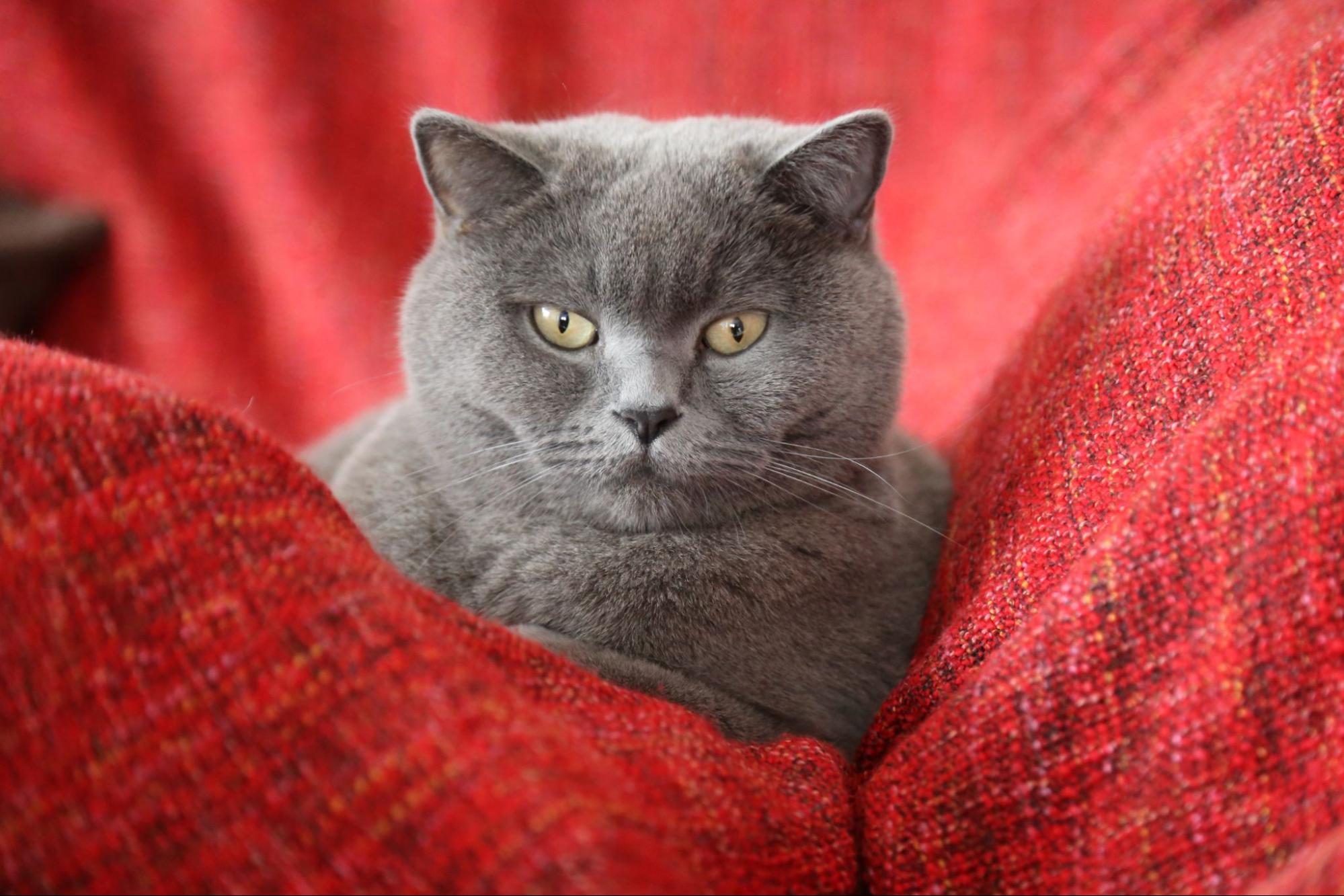 灰色的短毛貓躺在沙發上