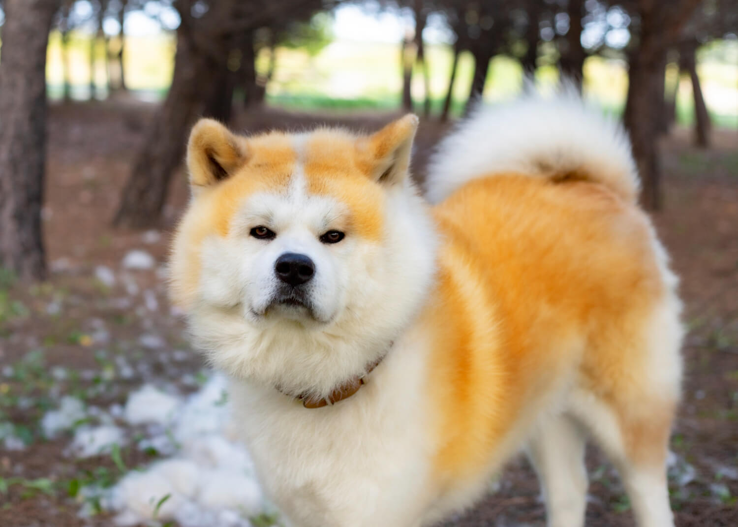14.akita-inu-guide-2
