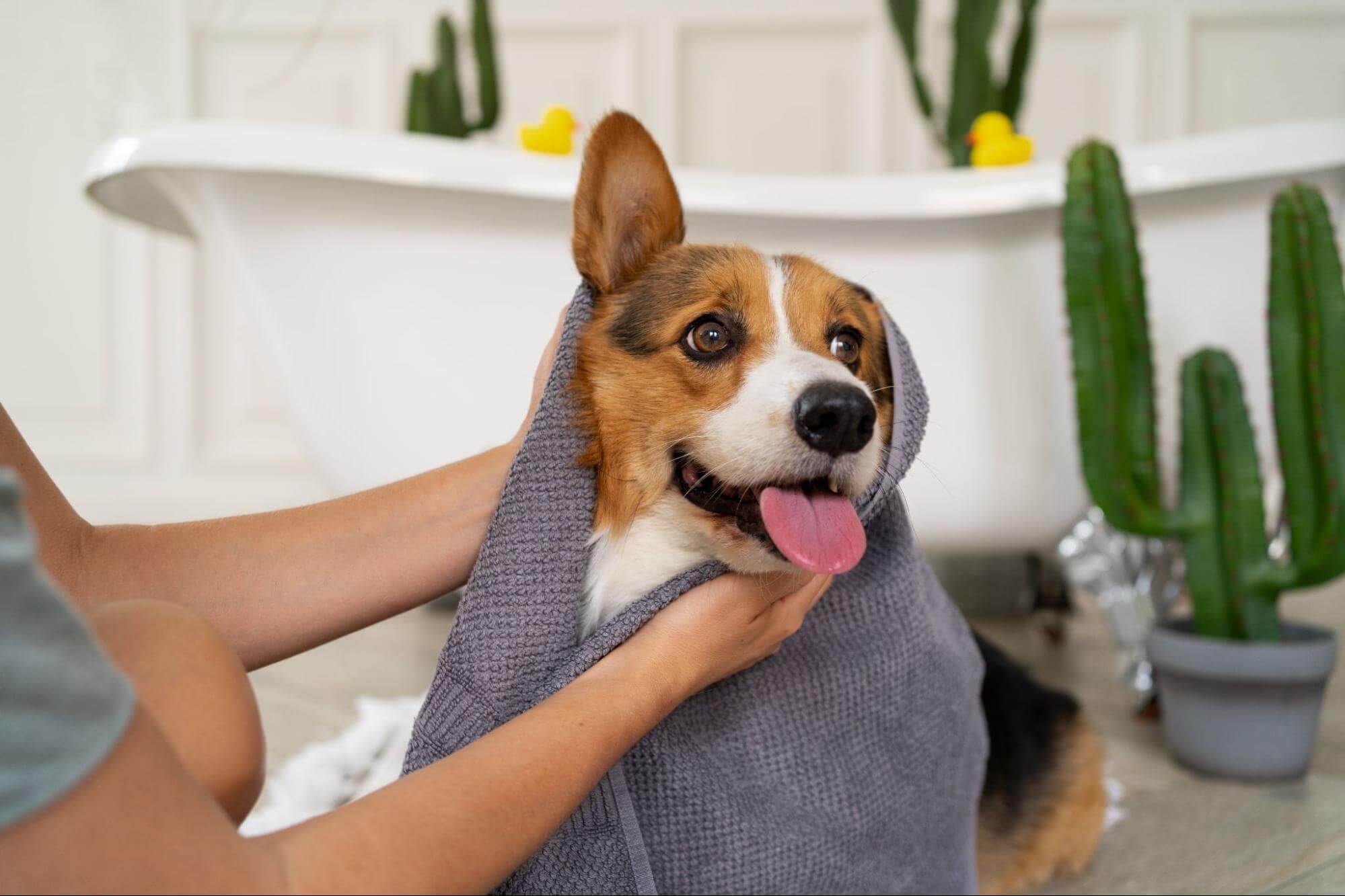 313. AI - dog-cleaning-ears-1