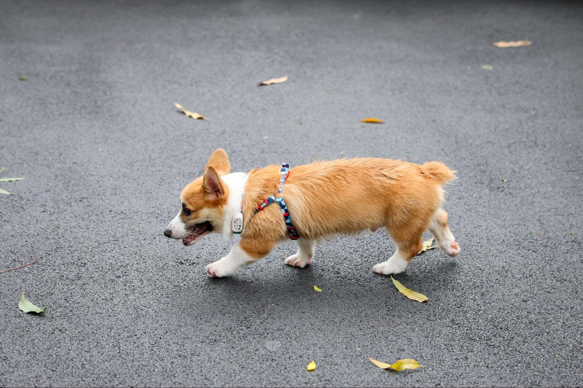 334. AI - corgi-tail-1